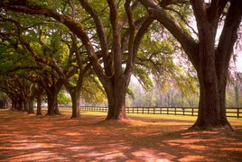 Boone Hall Plantation in USA, South Carolina | Gardens - Rated 3.8
