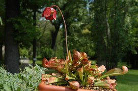 Botanical Garden and Herbarium | Botanical Gardens - Rated 3.5