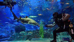 Busan Oceanarium in South Korea, Yeongnam | Aquariums & Oceanariums - Rated 3.9