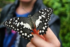 Butterfly Park & Insect Kingdom | Parks - Rated 3.2