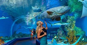 Cairns Aquarium | Aquariums & Oceanariums - Rated 3.9