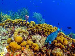 Champagne Reef | Diving,Snorkelling - Rated 1.1