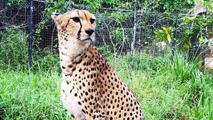 Cheetah's Rock | Zoos & Sanctuaries - Rated 3.9