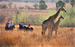 Colin's Horseback Africa in South Africa, Gauteng | Horseback Riding - Rated 1