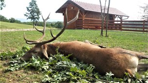 Lovacko Drustvo Tetrijeb Delnice in Croatia, Primorje-Gorski Kotar | Hunting - Rated 0.7