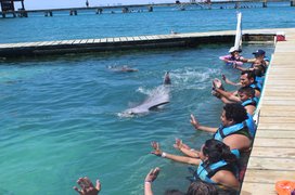 Dolphin Discovery Saint Kitts in Saint Kitts and Nevis, Saint George Basseterre | Zoos & Sanctuaries - Rated 3.6