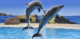 Dolphin Marine Conservation Park | Family Holiday Parks,Parks - Rated 3.5