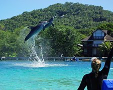 Dolphins Pacific in Palau, Koror State Legislature | Aquariums & Oceanariums - Rated 0.8