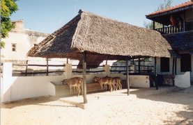 Donkey Sanctuary Aruba | Zoos & Sanctuaries - Rated 3.9