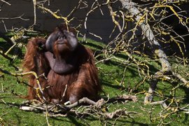 Dublin Zoo | Zoos & Sanctuaries - Rated 5.3