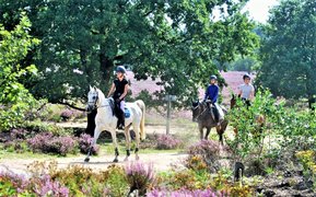 Dutch VIP Horses in Netherlands, North Brabant | Horseback Riding - Rated 1