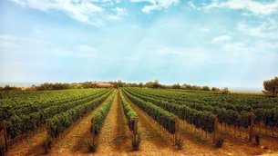 Erdevik Winery in Serbia, Vojvodina | Wineries,Restaurants - Rated 0.9