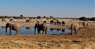 FM Safaris in South Africa, Northern Cape | Hunting - Rated 1