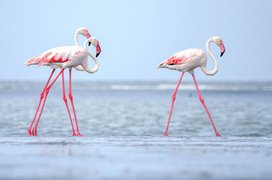 Flamingo in Bulgaria, Sofia City  - Rated 0.7