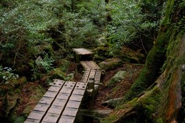 Yakushima in Japan, Kyushu | Trekking & Hiking - Rated 0.8