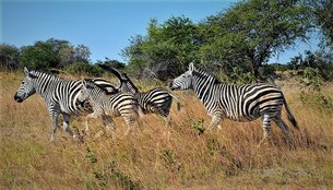 Four Seasons Safaris | Hunting - Rated 0.9