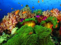 Great Astrolab Reef