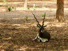 Gwindi National Park in India, Tamil Nadu | Parks - Rated 3.7