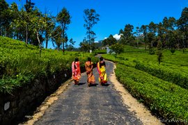 Haputale Tea Factory Trek in Sri Lanka, Uva Province | Trekking & Hiking - Rated 0.7