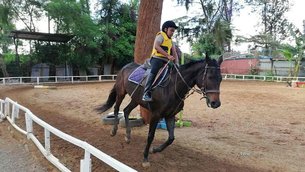 Hardy Stud | Horseback Riding - Rated 0.8