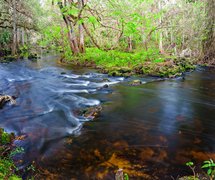Hillsborough River State Park in USA, Florida | Parks - Rated 3.7