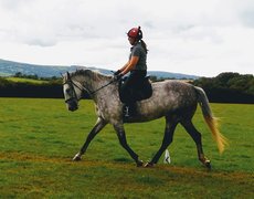 Horse riding New Star | Horseback Riding - Rated 0.9