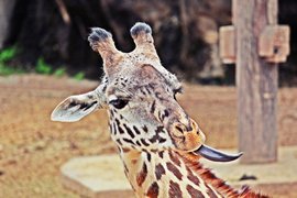 Houston Zoo | Zoos & Sanctuaries - Rated 6