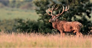 Eurojagd ,  Hunting in Hungary | Hunting - Rated 1