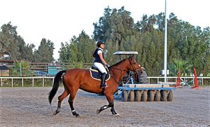 International Horse Care Center in Kuwait, Al Asimah | Horseback Riding - Rated 0.8
