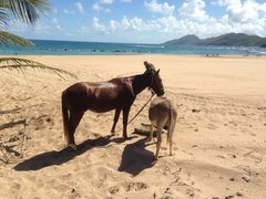 Irie Stables in Saint Kitts and Nevis, Saint George Basseterre | Horseback Riding - Rated 0.9