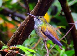 Hummingbird Garden in Argentina, Misiones Province | Zoos & Sanctuaries,Gardens - Rated 3.9