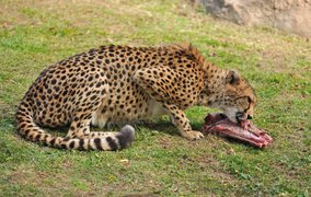 Johannesburg Zoo | Zoos & Sanctuaries - Rated 4.1