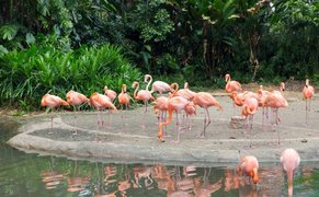 Jurong Bird Park in Singapore, Singapore city-state | Zoos & Sanctuaries,Parks - Rated 5.3