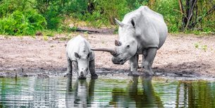 Khama Rhino Sanctuary | Zoos & Sanctuaries,Parks - Rated 3.6