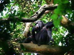 Kibale National Park in Uganda, Western | Parks - Rated 3.6