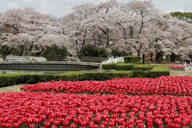Kyoto Botanical Garden in Japan, Kansai | Botanical Gardens - Rated 3.7