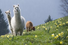 La Montagnes des Lamas in France, Grand Est | Zoos & Sanctuaries - Rated 3.7