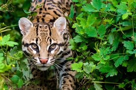 La Tigra National Park in Honduras, Bay Islands | Parks - Rated 3.6