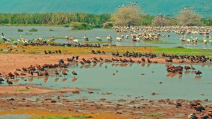 Lake Manyara in Tanzania, Arusha Region | Lakes - Rated 0.8