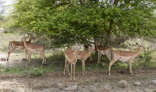 Lal Suhanra National Park in Pakistan, Punjab Province | Parks,Safari - Rated 3.7