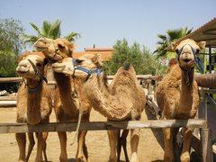 Larnaca Camel Park in Cyprus, Larnaca District | Parks - Rated 3.7