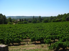 The Wineyards of Clementina Fabi in Italy, Marche | Wineries - Rated 0.9