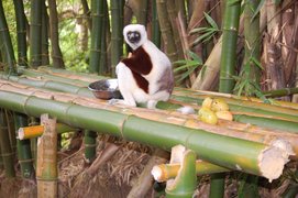 Lemuria Land in Madagascar, Analamanga | Zoos & Sanctuaries - Rated 0.8