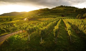 Lesehof Stagard in Austria, Lower Austria | Wineries - Rated 0.9
