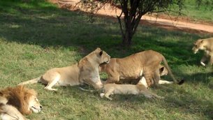 Lion & Safari Park in South Africa, North West | Safari - Rated 3.9