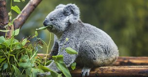 Lone Pine Koala Sanctuary | Nature Reserves,Zoos & Sanctuaries - Rated 4.3