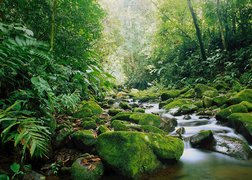 Los Angeles Cloud Forest in Costa Rica, Alajuela Province | Trekking & Hiking - Rated 0.8