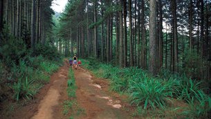 Magoebaskloof Hiking Trail in South Africa, Limpopo | Trekking & Hiking - Rated 0.8