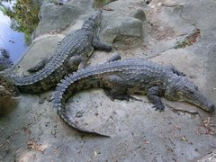 Mamba Village Crocodile Centre in Kenya, Coastal Kenya | Zoos & Sanctuaries - Rated 3.2