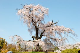 Maruyama Park in Japan, Kansai | Parks - Rated 3.4